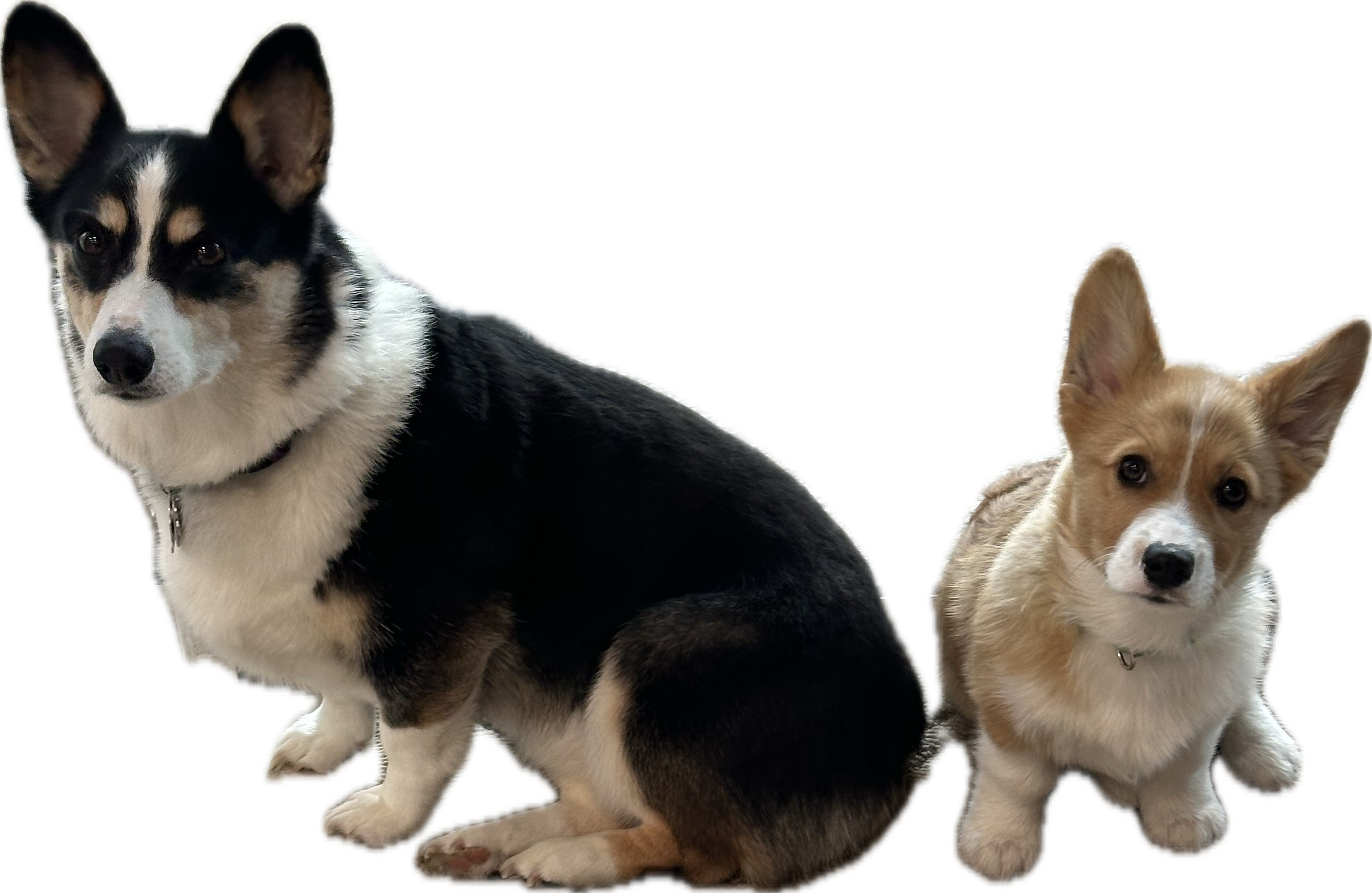 Luna and Archie, two corgis